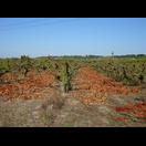 In diese Form gebracht, lässt sich bequem ernten